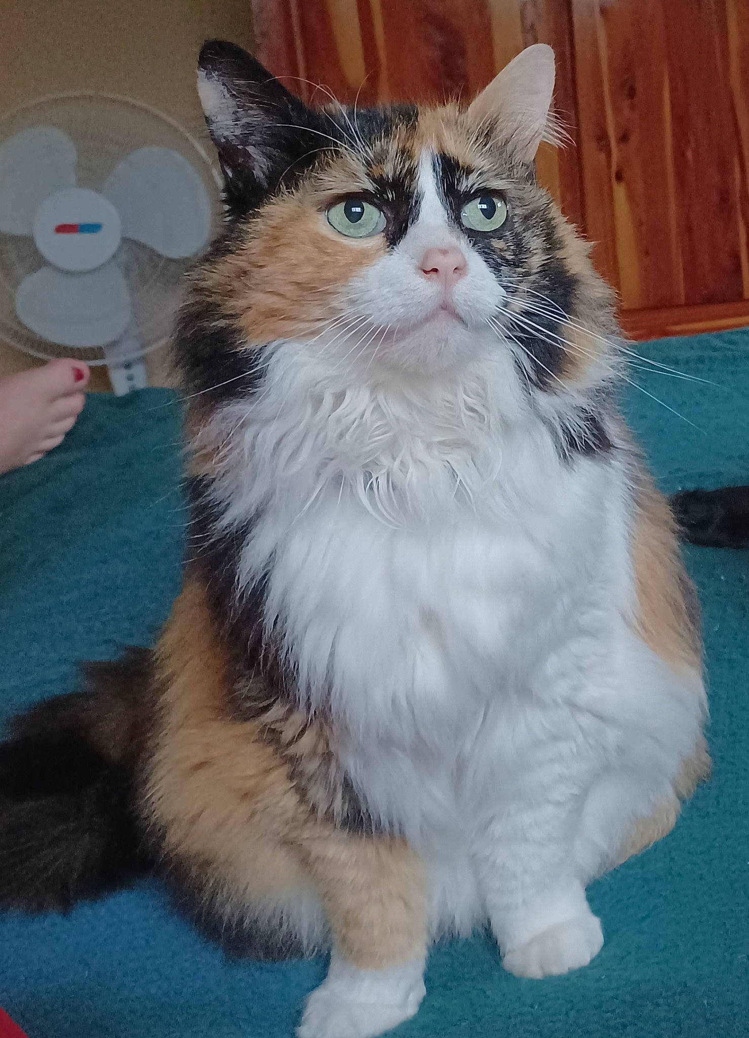 Hattie is registered to the contest to win money with this photo: british_longhair, carnivore, cat, claw, domestic_short_haired_cat, felidae, foot, fur, paw, sitting, small_to_medium_sized_cats, snout, tail, terrestrial_animal, toe, whiskers