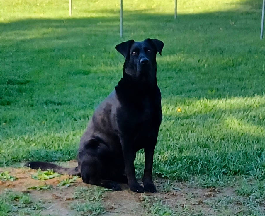 Boots joined the competition — help win amazing prizes! borador, canidae, carnivore, companion_dog, dog, dog_breed, dog_collar, grass, guard_dog, gun_dog, hunting_dog, pet_supply, plant, snout, sporting_group, tail, terrestrial_animal, working_animal, working_dog