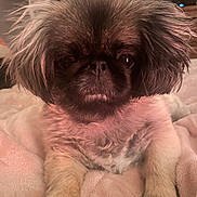 Lily joined the competition — help win amazing prizes! animal, blanket, closeup, cozy, cute, dog, ears, face, fluffy, fur, furry, home, indoors, looking, nose, paw, pet, portrait, resting, small_dog