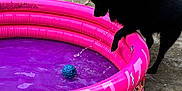 Héra a rejoint le concours — aidez-le/la à gagner de superbes lots ! animal, black_dog, blue_ball, concrete, curious, dog, fun, kiddie_pool, outdoor, paw, pet, pink_pool, playful, playing, pool, summer, toy, wall, water, water_droplets