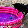 animal, black_dog, blue_ball, concrete, curious, dog, fun, kiddie_pool, outdoor, paw, pet, pink_pool, playful, playing, pool, summer, toy, wall, water, water_droplets