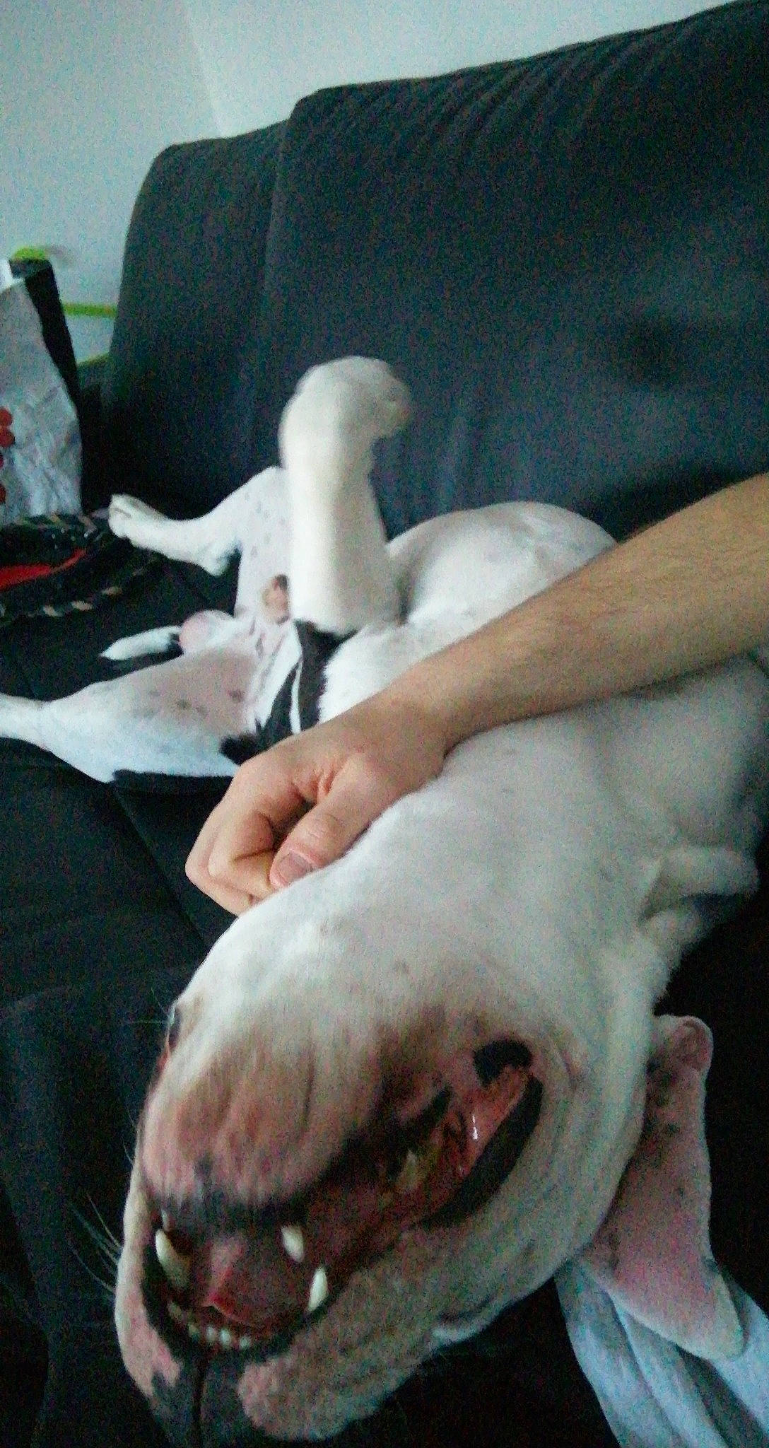 Oslo participe au concours pour gagner de l'argent avec cette photo : american_bulldog, bull_terrier, bulldog, canidae, carnivore, cordoba_fighting_dog, dog, dog_breed, dogo_argentino, dogo_guatemalteco, guard_dog, jaw, non_sporting_group, pointer, snout