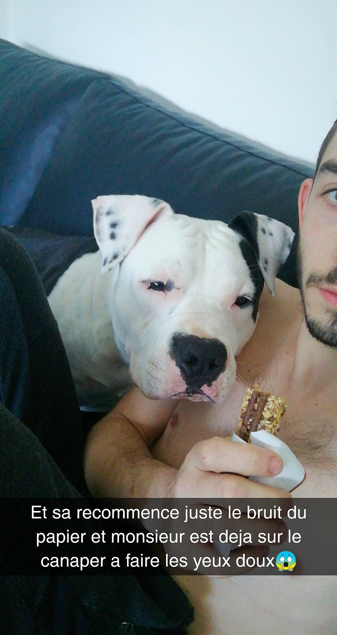 Oslo a rejoint le concours — aidez-le/la à gagner de superbes lots ! american_bulldog, american_pit_bull_terrier, bully_kutta, canidae, carnivore, companion_dog, cordoba_fighting_dog, dog, dog_breed, dogo_argentino, dogo_guatemalteco, mammal, non_sporting_group, photo_caption, pit_bull, puppy_love, rare_breed_dog, snout, valley_bulldog, vertebrate