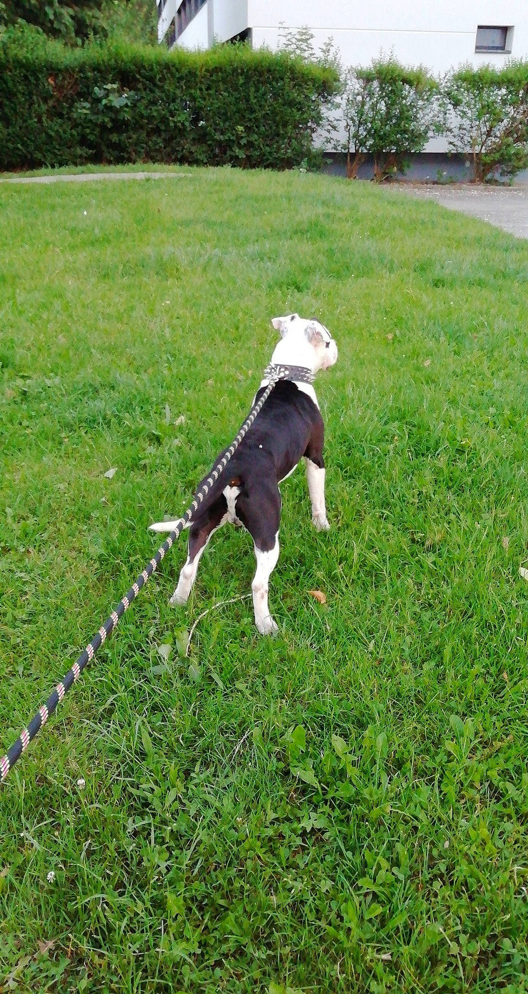 Oslo a rejoint le concours — aidez-le/la à gagner de superbes lots ! american_bulldog, american_staffordshire_terrier, canidae, carnivore, dog, dog_breed, grass, lawn, leash, mammal, non_sporting_group, pointer, sporting_group, tail, vertebrate