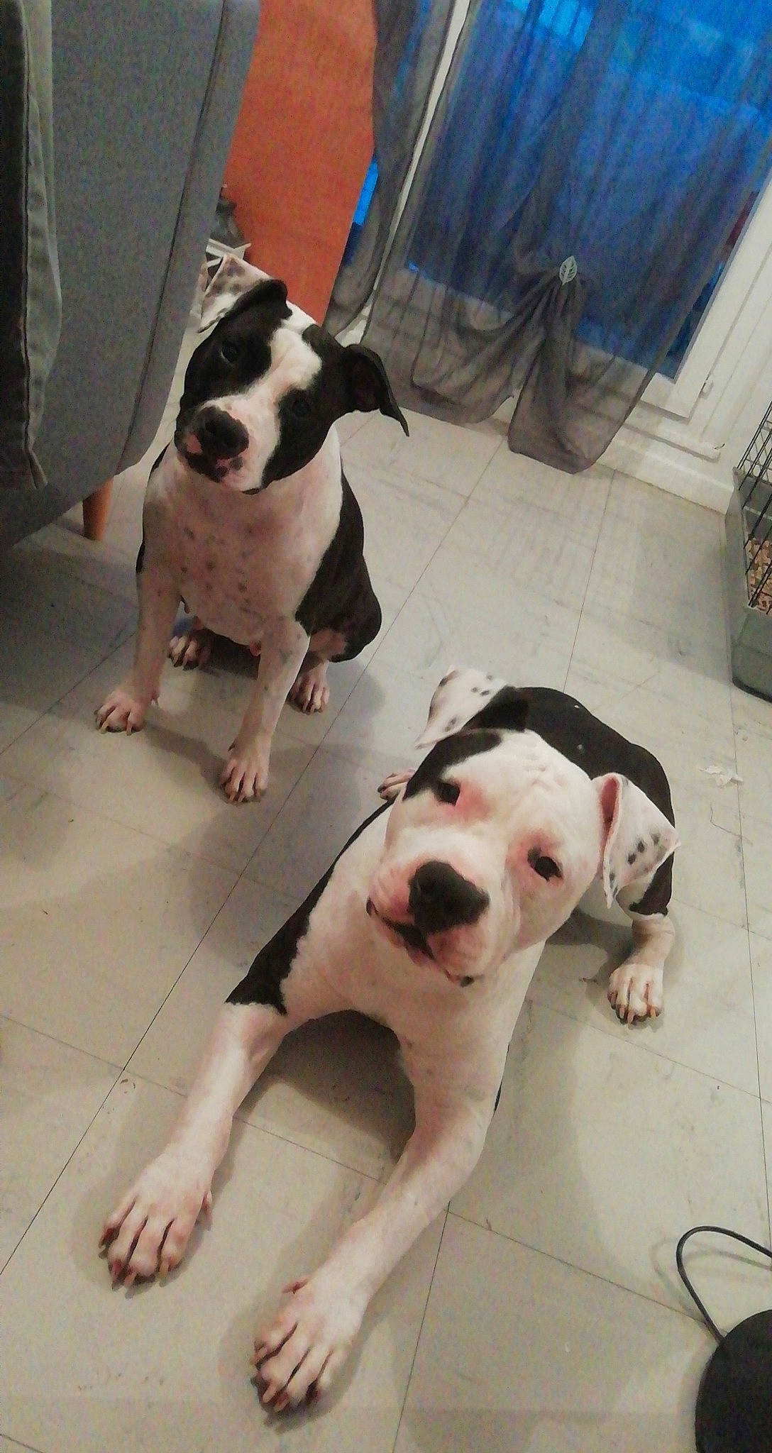 Oslo a rejoint le concours — aidez-le/la à gagner de superbes lots ! american_bulldog, american_pit_bull_terrier, bull_and_terrier, bully_kutta, canidae, carnivore, dog, dog_breed, dogo_argentino, dogo_guatemalteco, fawn, gull_terr, mammal, non_sporting_group, pit_bull, rare_breed_dog, snout, sporting_group, tail, vertebrate