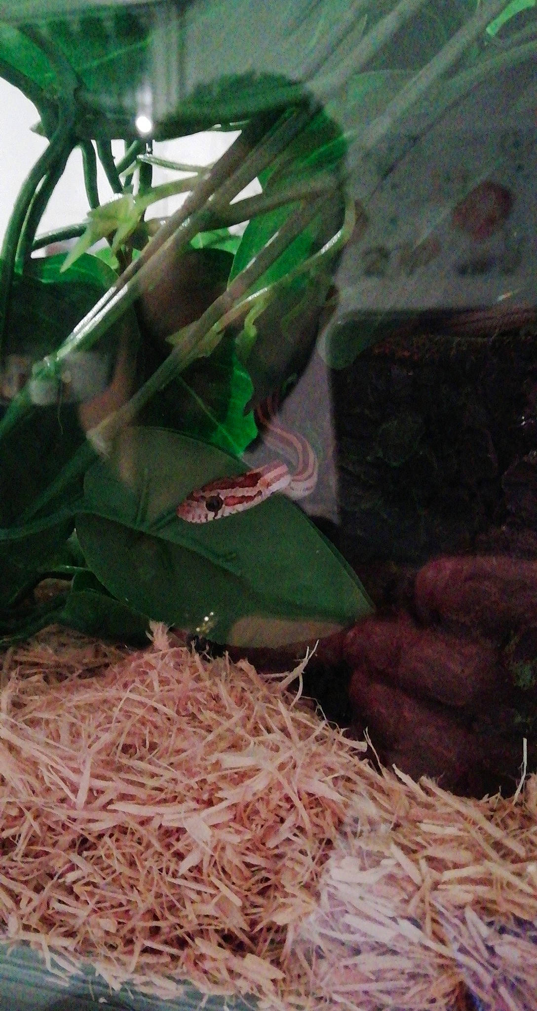 Pépète participe au concours pour gagner de l'argent avec cette photo : plant