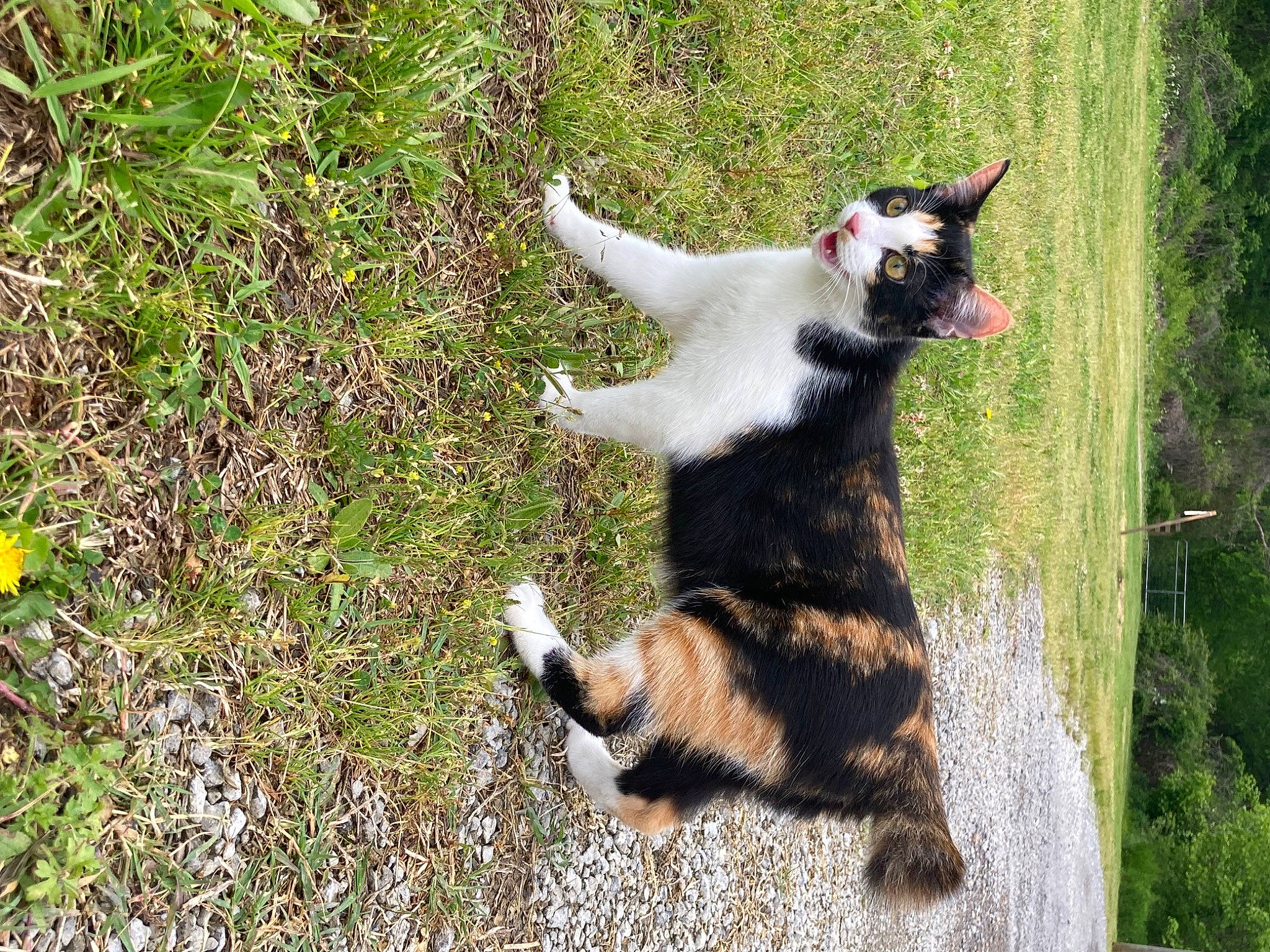 Little Bit joined the competition — help win amazing prizes! bear, carnivore, cat, companion_dog, dog_breed, domestic_short_haired_cat, felidae, fur, grass, groundcover, herbaceous_plant, paw, plant, small_to_medium_sized_cats, tail, terrestrial_animal, tree, whiskers, wildlife, working_animal