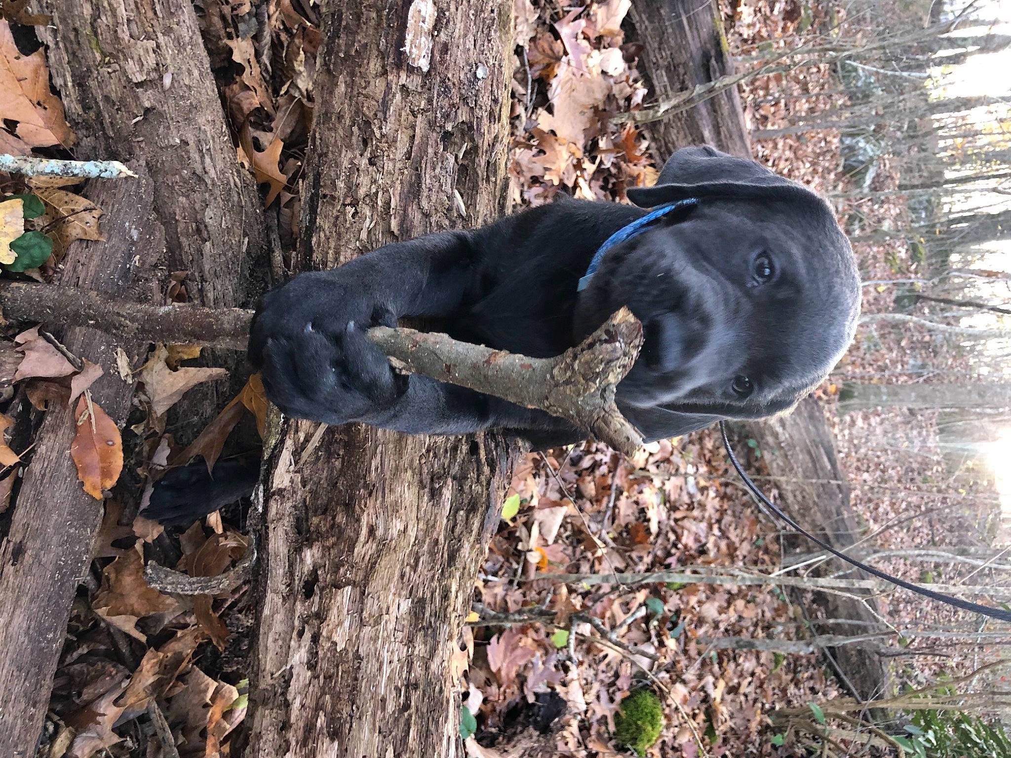 Maxwell is registered to the contest to win money with this photo: borador, branch, canidae, carnivore, collar, companion_dog, dog, dog_breed, dog_collar, guard_dog, hunting_dog, snout, sporting_group, trunk, twig, wood, working_animal, working_dog