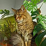 cat, tabby_cat, green_eyes, long_fur, fluffy_tail, indoor, monstera, houseplant, aquarium, fish_tank, whiskers, sunlight, wooden_surface, pet, domestic_cat, portrait, sitting, leaf, foliage, cozy