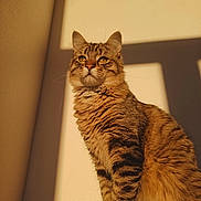 Siméon joined the competition — help win amazing prizes! cat, tabby_cat, feline, whiskers, fur, tail, golden_hour, sunlight, shadow, portrait, indoor, wall, window_shadow, sitting, alert, eyes, fluffy, cozy, pet, majestic