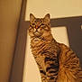 cat, tabby_cat, feline, whiskers, fur, tail, golden_hour, sunlight, shadow, portrait, indoor, wall, window_shadow, sitting, alert, eyes, fluffy, cozy, pet, majestic