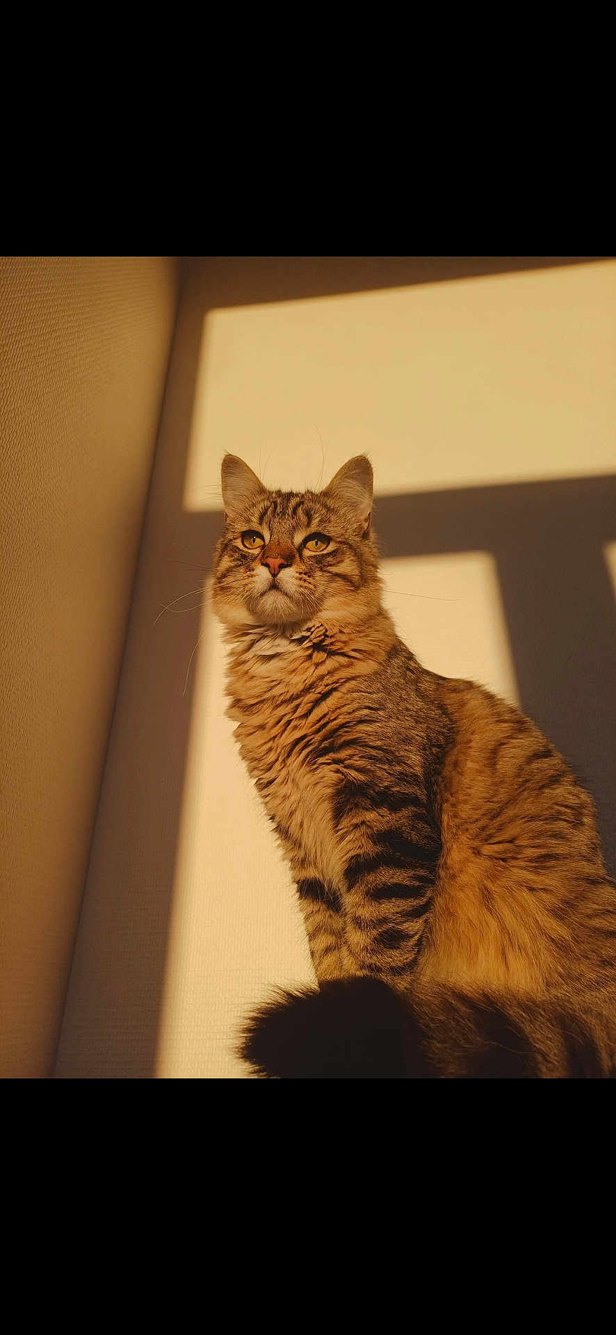 Siméon a rejoint le concours — aidez-le/la à gagner de superbes lots ! cat, tabby_cat, feline, whiskers, fur, tail, golden_hour, sunlight, shadow, portrait, indoor, wall, window_shadow, sitting, alert, eyes, fluffy, cozy, pet, majestic