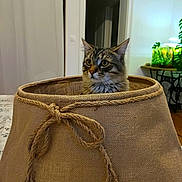 Siméon a rejoint le concours — aidez-le/la à gagner de superbes lots ! cat, tabby_cat, pet, feline, lampshade, burlap, rope_bow, indoor, home, table, curious, whiskers, ears, fur, portrait, sitting, looking_up, cozy, plant, decor