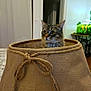 cat, tabby_cat, pet, feline, lampshade, burlap, rope_bow, indoor, home, table, curious, whiskers, ears, fur, portrait, sitting, looking_up, cozy, plant, decor