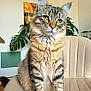 Siméon a rejoint le concours — aidez-le/la à gagner de superbes lots ! cat, tabby_cat, pet, feline, domestic_cat, sitting, chair, indoor, portrait, whiskers, long_fur, green_eyes, paws, cozy, houseplant, monstera, fur_texture, striped, closeup, curious