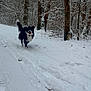 Sia participe au concours pour gagner de l'argent avec cette photo : dog, black_and_white, running, snow, winter, forest, trees, outdoor, animal, path, nature, happy, playful, canine, cold, daytime, fur, snowy, landscape, adventure