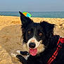 Sia a rejoint le concours — aidez-le/la à gagner de superbes lots ! dog, beach, sand, ocean, sky, towel, red_harness, black_and_white, tongue_out, sunny, outdoor, relaxed, animal, pet, summer, vacation, water, colorful_umbrella, happy, nature