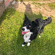 Sia participe au concours pour gagner de l'argent avec cette photo : dog, border_collie, black_and_white, grass, outdoor, pet, canine, happy, tongue_out, sunlight, shadow, animal, mammal, playful, collar, fur, ears_up, looking_up, nature, daylight