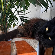 Plymouth participe au concours pour gagner de l'argent avec cette photo : cat, black_cat, yellow_eyes, plant, green_leaves, brick, indoor, feline, fluffy, relaxed, close_up, whiskers, curious, laying_down, wood, natural_light, pet, domestic_animal, cozy, resting