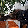 cat, black_cat, yellow_eyes, plant, green_leaves, brick, indoor, feline, fluffy, relaxed, close_up, whiskers, curious, laying_down, wood, natural_light, pet, domestic_animal, cozy, resting