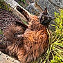 cat, fluffy, long_hair, outdoor, sunlight, garden, plants, stone, relaxed, animal, pet, nature, greenery, feline, lying_down, curious, brown, black, whiskers, ears