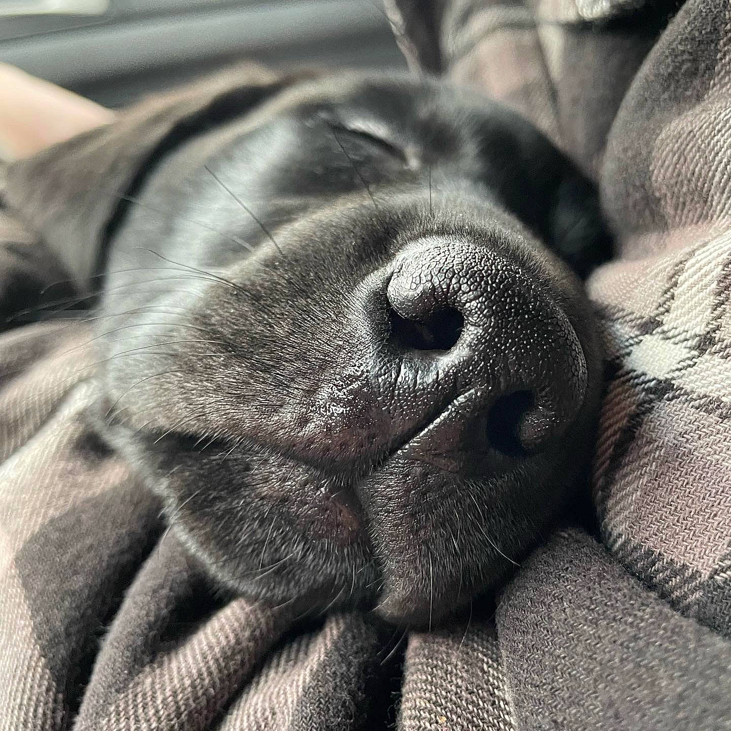 Boozer joined the competition — help win amazing prizes! canidae, carnivore, cloud, companion_dog, dog, dog_breed, ear, eye, fawn, fur, grey, liver, monochrome, monochrome_photography, nose, snout, sporting_group, whiskers, working_animal, wrinkle