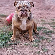Pokie participe au concours pour gagner de l'argent avec cette photo : bulldog, dog, canine, pet, animal, sitting, outdoor, grass, dirt, ground, red_toy, wrinkles, short_hair, brown_fur, white_chest, portrait, front_view, serious_expression, park, backyard