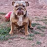 bulldog, dog, canine, pet, animal, sitting, outdoor, grass, dirt, ground, red_toy, wrinkles, short_hair, brown_fur, white_chest, portrait, front_view, serious_expression, park, backyard