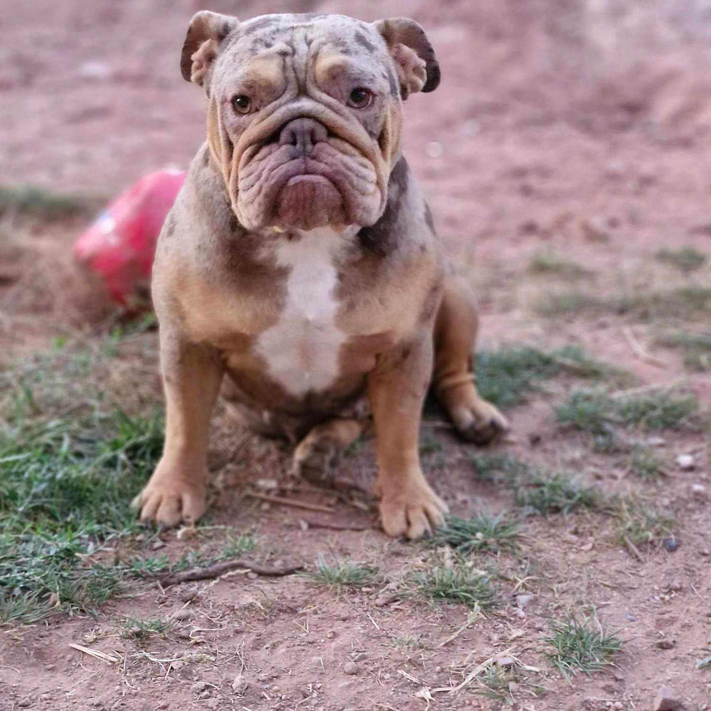 Pokie participe au concours pour gagner de l'argent avec cette photo : bulldog, dog, canine, pet, animal, sitting, outdoor, grass, dirt, ground, red_toy, wrinkles, short_hair, brown_fur, white_chest, portrait, front_view, serious_expression, park, backyard