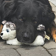 Coqui joined the competition — help win amazing prizes! adorable, black_dog, close_up, cuddling, dog, fluffy, fur, garden, lying_down, metal_container, outdoor, patio, paving_stones, pet, playful, plush_toy, portrait, rocks, stuffed_animal, toy