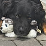 adorable, black_dog, close_up, cuddling, dog, fluffy, fur, garden, lying_down, metal_container, outdoor, patio, paving_stones, pet, playful, plush_toy, portrait, rocks, stuffed_animal, toy