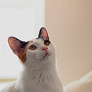 Bunnie is registered to the contest to win money with this photo: animal, background, black_fur, calico, cat, closeup, curious, cute, domestic, ears, eyes, feline, indoor, looking_up, orange_fur, pet, portrait, soft_light, whiskers, white_fur