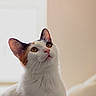 animal, background, black_fur, calico, cat, closeup, curious, cute, domestic, ears, eyes, feline, indoor, looking_up, orange_fur, pet, portrait, soft_light, whiskers, white_fur