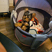 Emylynn joined the competition — help win amazing prizes! puppy, dog, playpen, fisher_price, blanket, food_bowl, floor, indoor, pet, animal, cute, small_dog, fur, ears, looking, toy, home, cozy, wood_floor, pet_care