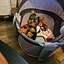 puppy, dog, playpen, fisher_price, blanket, food_bowl, floor, indoor, pet, animal, cute, small_dog, fur, ears, looking, toy, home, cozy, wood_floor, pet_care