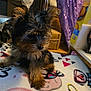 Emylynn is registered to the contest to win money with this photo: puppy, dog, small_dog, fluffy, cute, indoor, blanket, colorful, cartoon, ears, fur, animal, pet, cozy, toy, fabric, purple, box, table, curious