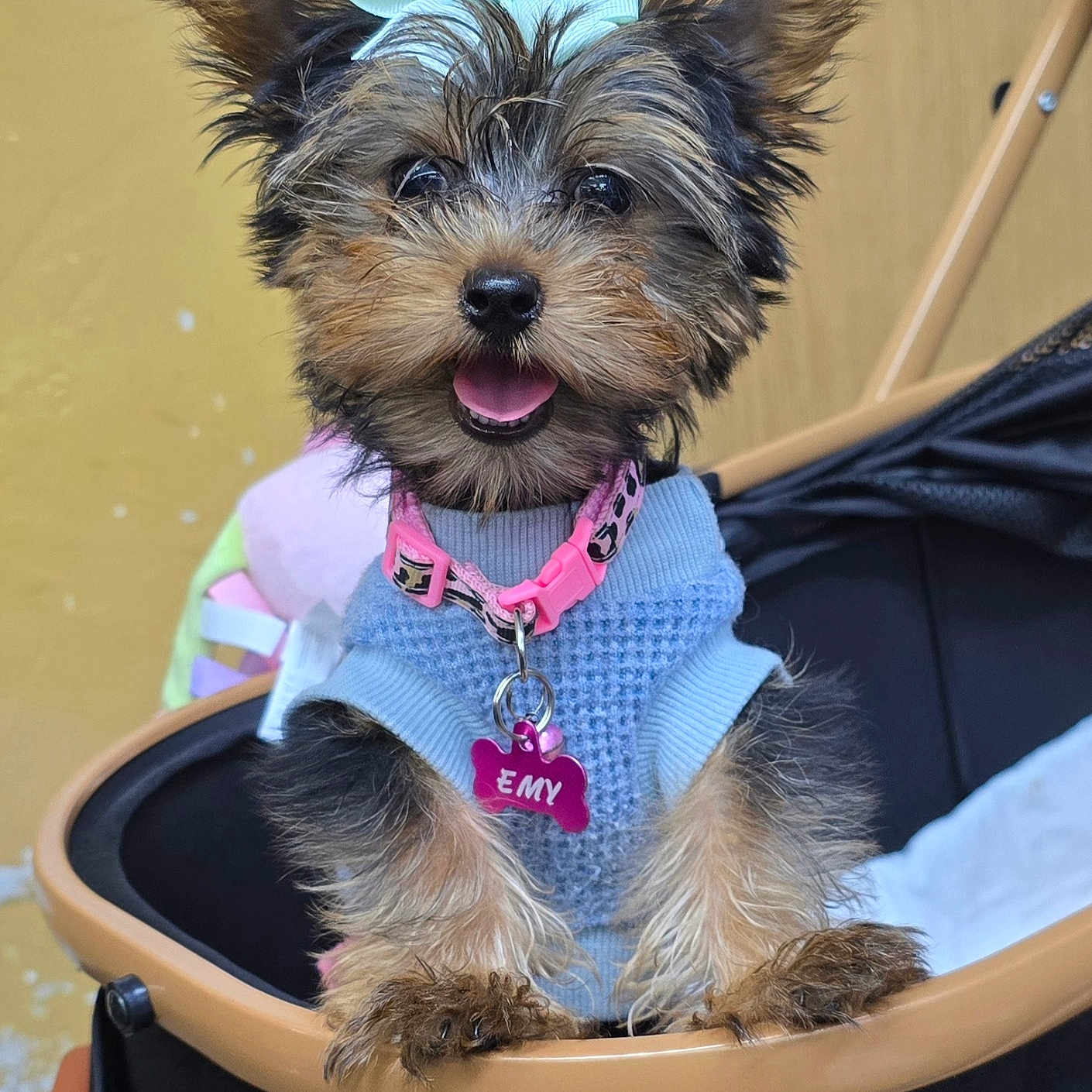 Emylynn is registered to the contest to win money with this photo: adorable, animal, blue_sweater, bow, canine, close_up, cute, dog, fur, happy, indoor, pet, pet_accessory, pink_collar, puppy, small_dog, smiling, stroller, tongue_out, yorkshire_terrier