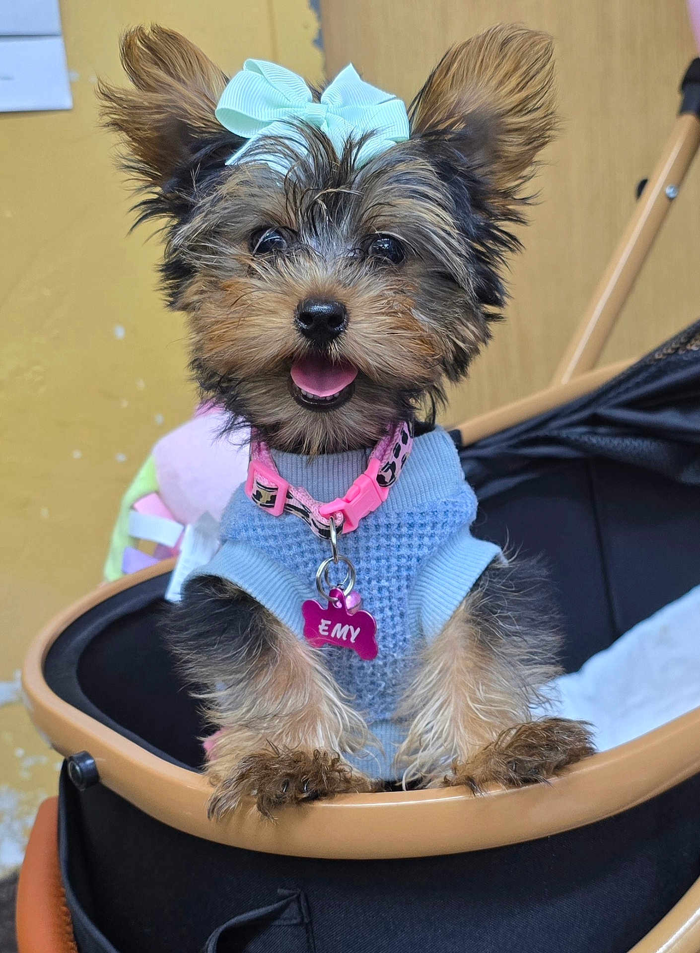 Emylynn is registered to the contest to win money with this photo: dog, puppy, small_dog, yorkshire_terrier, pet, stroller, blue_sweater, pink_collar, bow, happy, tongue_out, fur, cute, animal, indoor, close_up, pet_accessory, smiling, canine, adorable
