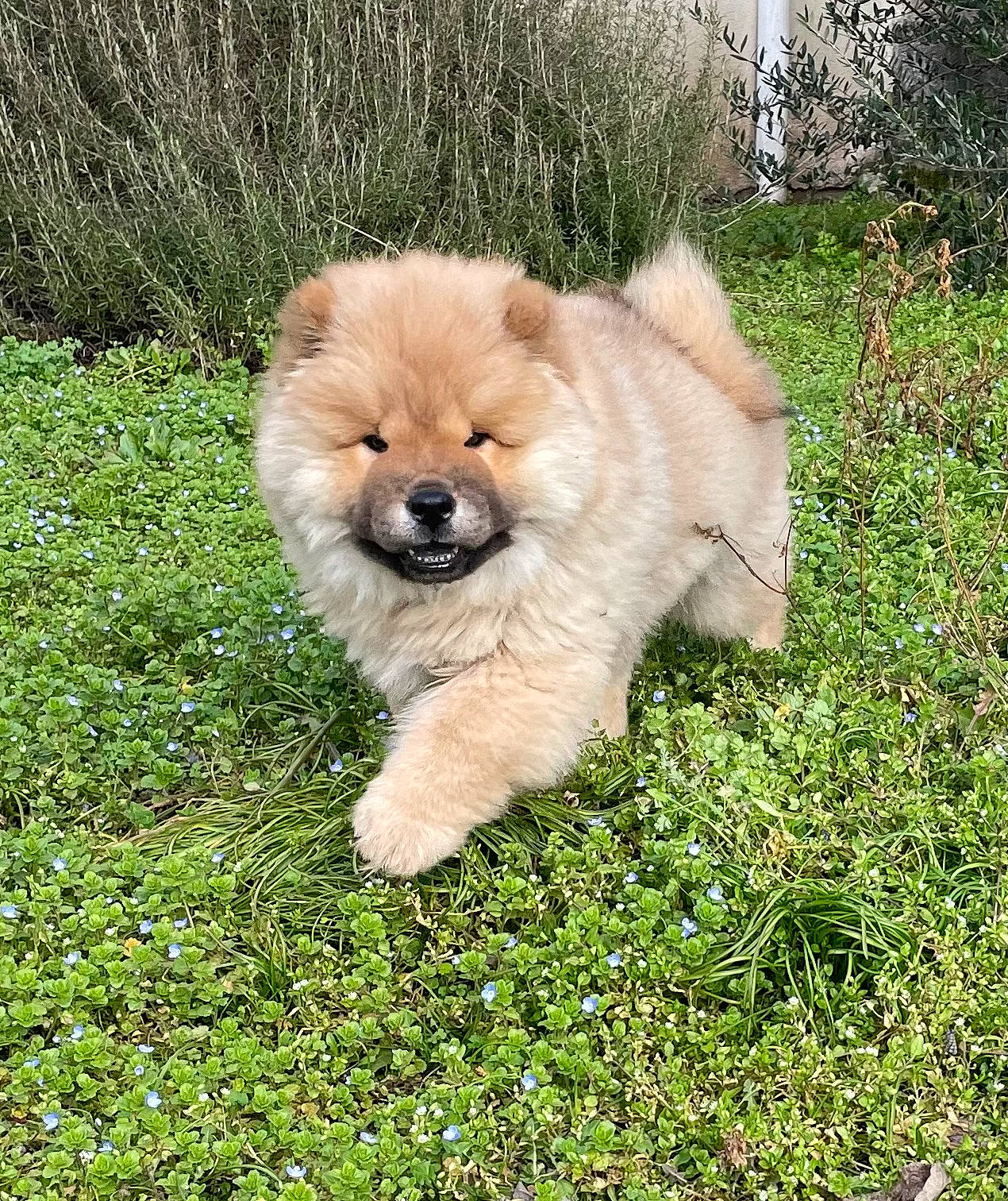 Jun a rejoint le concours — aidez-le/la à gagner de superbes lots ! canidae, carnivore, companion_dog, dog, dog_breed, fawn, firefighter, fur, german_spitz, german_spitz_klein, grass, liver, maltepoo, plant, snout, sporting_group, toy_dog, tree, whiskers, working_animal