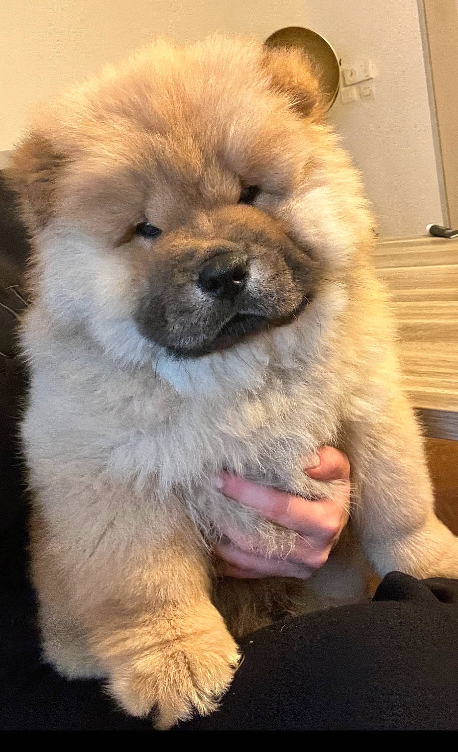 Jun a rejoint le concours — aidez-le/la à gagner de superbes lots ! ancient_dog_breeds, canidae, carnivore, chow_chow, companion_dog, dog, dog_breed, fawn, fur, giant_dog_breed, non_sporting_group, snout, sporting_group, toy_dog, whiskers, working_animal