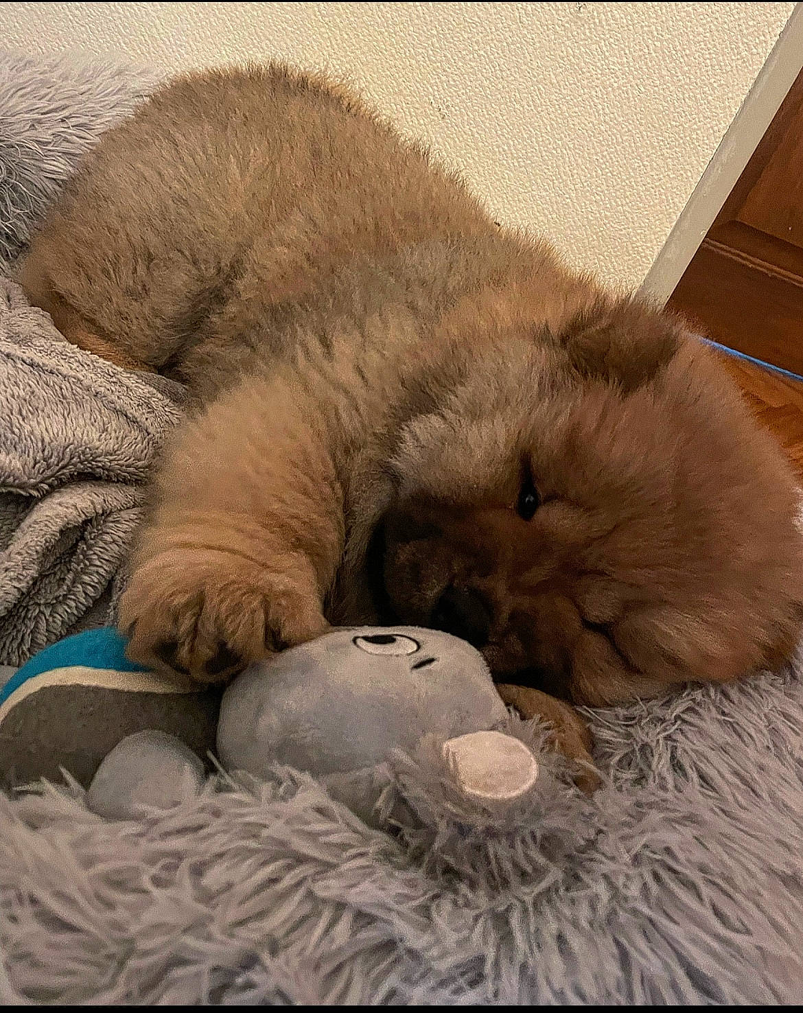 Jun a rejoint le concours — aidez-le/la à gagner de superbes lots ! carnivore, cat, cat_supply, claw, comfort, companion_dog, dog_breed, domestic_short_haired_cat, fawn, felidae, fur, nap, paw, small_to_medium_sized_cats, snout, sporting_group, tail, terrestrial_animal, whiskers, wrinkle