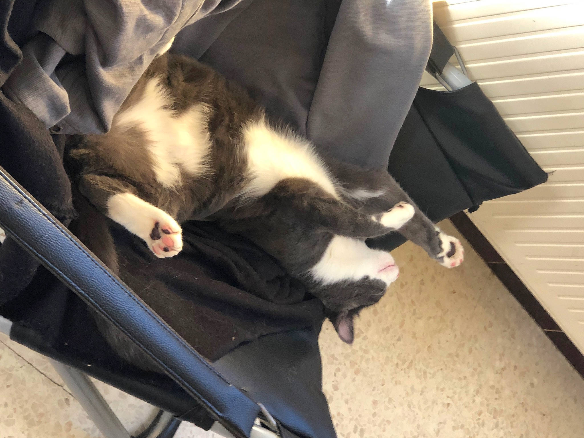 Padmée a rejoint le concours — aidez-le/la à gagner de superbes lots ! canidae, carnivore, cat, claw, comfort, companion_dog, dog_breed, domestic_short_haired_cat, felidae, formal_wear, fur, human_leg, lap, small_to_medium_sized_cats, sporting_group, tail, whiskers, wood