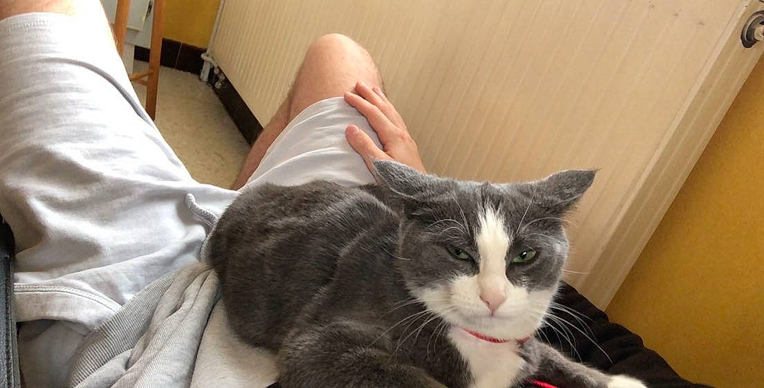 Padmée a rejoint le concours — aidez-le/la à gagner de superbes lots ! carnivore, cat, claw, comfort, domestic_short_haired_cat, felidae, foot, fur, human_leg, lap, paw, sitting, small_to_medium_sized_cats, snout, tail, whiskers, window