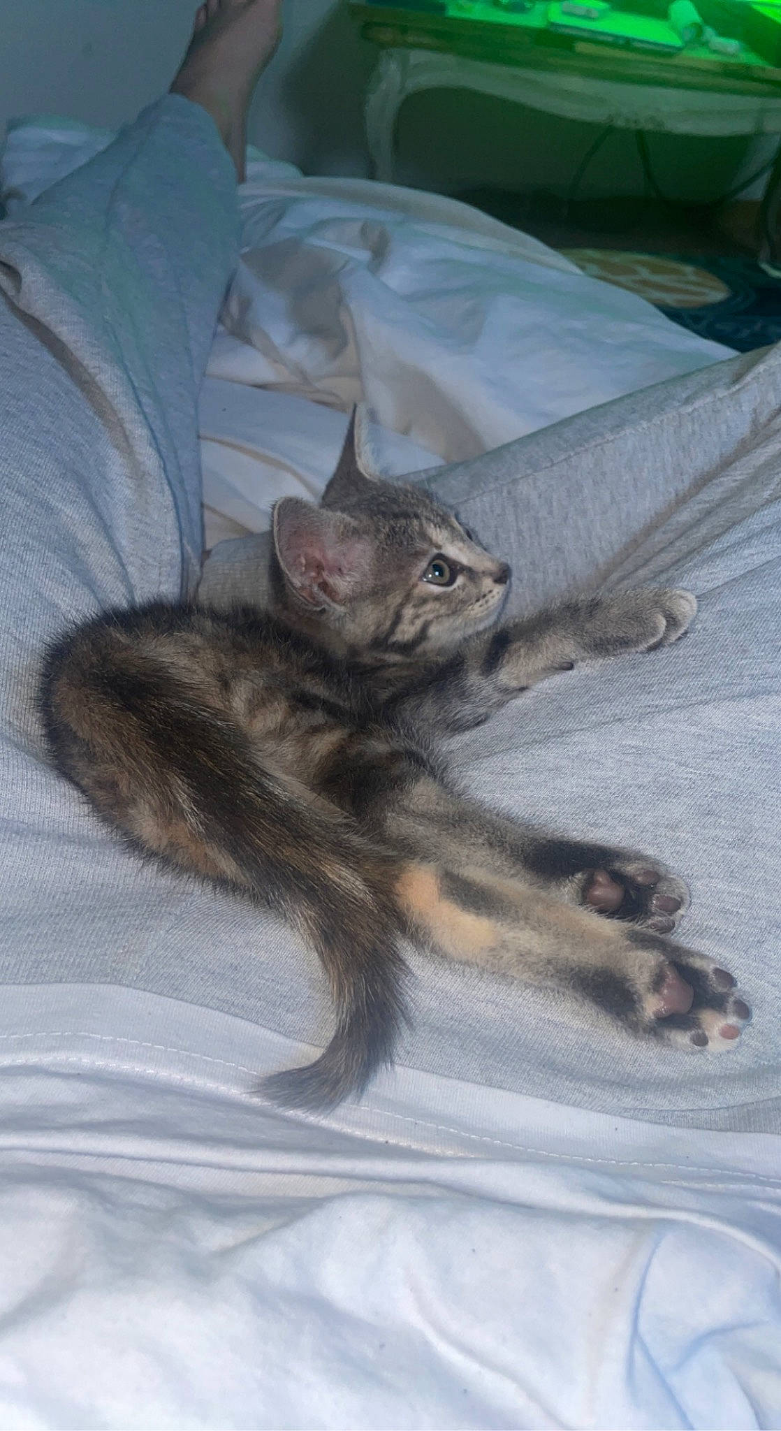 Céleste participe au concours pour gagner de l'argent avec cette photo : bed, carnivore, cat, claw, comfort, domestic_short_haired_cat, felidae, foot, fur, linens, paw, small_to_medium_sized_cats, tail, terrestrial_animal, whiskers