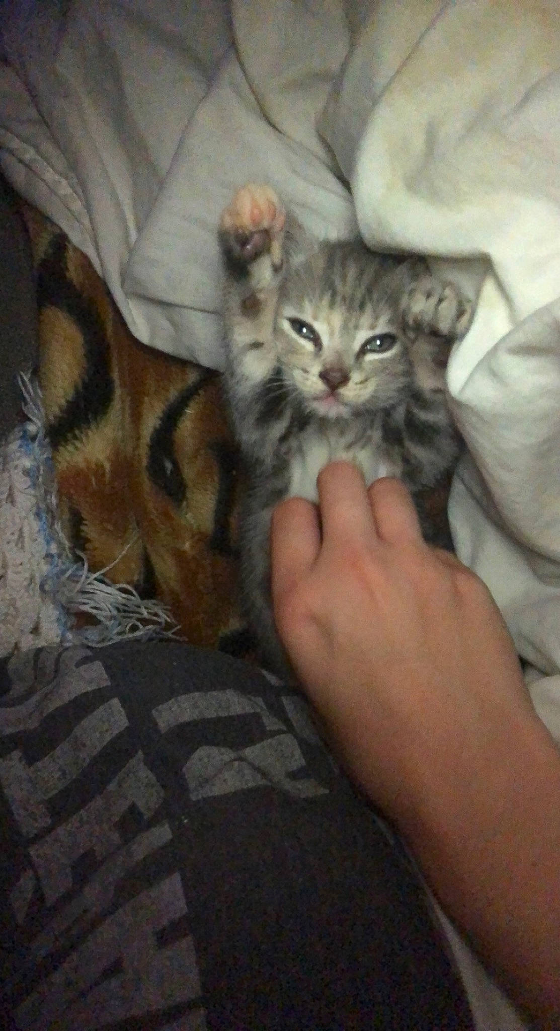 Céleste a rejoint le concours — aidez-le/la à gagner de superbes lots ! carnivore, cat, claw, comfort, domestic_short_haired_cat, felidae, flooring, fur, grey, hand, human_leg, lap, nail, paw, sitting, small_to_medium_sized_cats, snout, tail, whiskers, wood