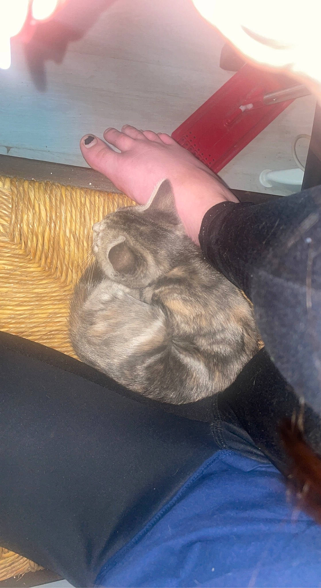 Céleste participe au concours pour gagner de l'argent avec cette photo : carnivore, cat, comfort, fawn, felidae, finger, foot, gesture, hand, human_leg, lap, leg, nail, small_to_medium_sized_cats, snout, tail, thigh, thumb, vehicle_door, whiskers