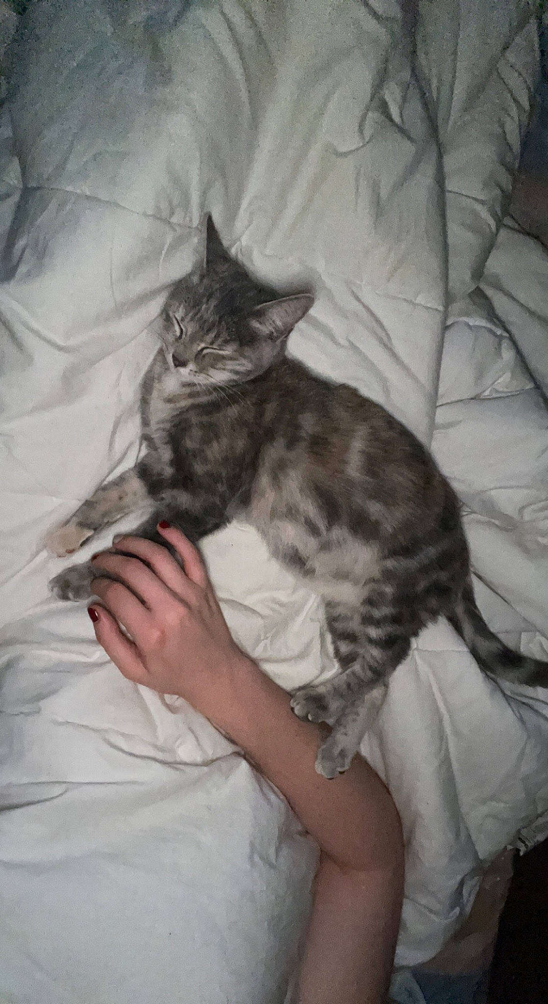 Céleste a rejoint le concours — aidez-le/la à gagner de superbes lots ! bed, carnivore, cat, claw, comfort, couch, domestic_short_haired_cat, felidae, fur, gesture, human_leg, lap, linens, nap, paw, sitting, sleep, small_to_medium_sized_cats, tail, whiskers