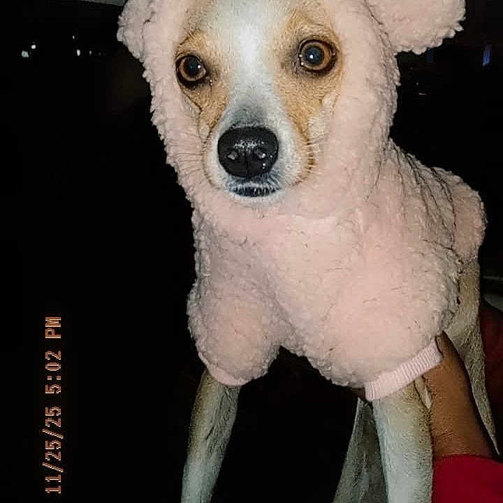 Junebuggie