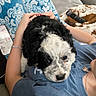 Mabel is registered to the contest to win money with this photo: puppy, dog, black_and_white, fluffy, curly_fur, pet, animal, portrait, close_up, sitting, lap, person, indoor, cozy, blanket, cushion, remote_control, blue_shirt, brown_and_white, home