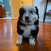Mabel is registered to the contest to win money with this photo: puppy, dog, black_and_white, fluffy, sitting, portrait, indoor, wooden_floor, home, adorable, pet, animal, face, eyes, nose, tongue, fur, hallway, furniture, photography